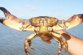 只吃蟹钳的美国石头蟹，被渔民扭断钳子扔回大海，还能活下去吗？