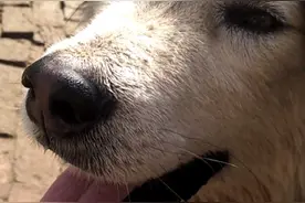 俺可是纯种“阿拉斯加犬”无奈当成土狗养