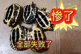 养龟苗最好不要设置晒背台，曾经惨重的经历，整批龟全死完了视频封面