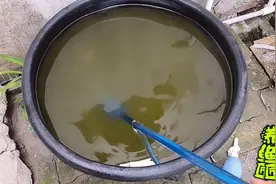 户外养鱼的泥盆总是出绿水 用这三招 可以有效辅助青苔压制绿水