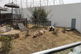 深漂飞呼和浩特和女友在动物园相亲第一次见熊猫PS:后面真人出镜视频封面