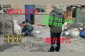 羊羔出生25天，老人每天挤奶给羊羔喝，为啥不让羊羔直接吃奶？视频封面