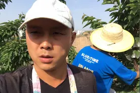 树上长的什么东西？为什么都套个白色的袋子？听小伙娓娓道来！