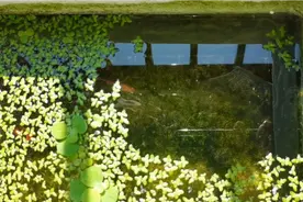 孔雀鱼饲养的乐趣（九）鱼缸鱼盆应该放在这些地方最容易爆缸