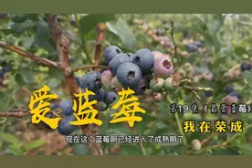 蓝莓熟了，老兵为什么爱蓝莓？对眼睛好，还有种植秘籍等着你！