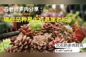 石老师多肉分享：几种生长速度快易长成悬崖桩的品种视频封面