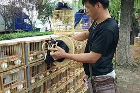 农村花鸟交易市场，大爷花400元买了只画眉鸟，大家觉得咋样视频封面