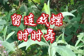 惊现神秘黑蝴蝶，老人说它叫鬼蝴蝶，常在幽静密林和溪水边出现。