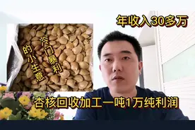 冷门暴利生意，大叔靠回收加工杏核年入30多万，一吨纯利润10000视频封面