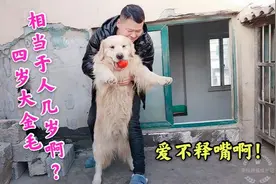 四岁的大金毛，是不是已经老了，相当于人的年龄几岁啊？