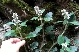 农村阿才：墙角长的一棵极品大叶苦草开花了，来认识与了解一下视频封面