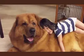 狗不咬没见过面的自家人，它是如何分辨出来的？看完解开多年疑惑视频封面