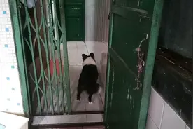 边牧狗狗对着房子的一个地方一直叫，它能看到人类看不见的东西？