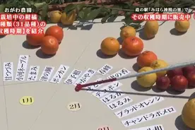 31个柑橘品种介绍，成熟日期覆盖全年了！！！