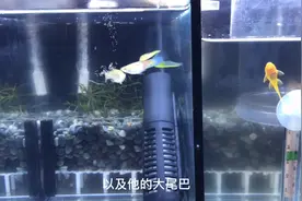 把孔雀鱼从刚出生饲养到亚成期繁殖的教学，需要注意到的问题