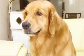 主人和金毛玩游戏，金毛发现自己被忽悠了后，气的呲牙呜呜叫，逗视频封面