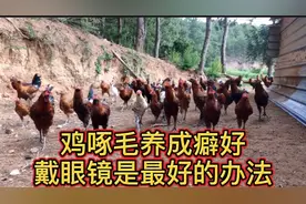 小鸡啄毛严重造成损失，可以给鸡戴眼镜，这是最实用最有效的办法视频封面