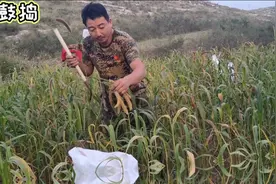 你只知道小米熬粥好喝，那你见过小米是如何收割和脱粒加工的吗