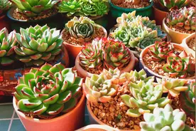 多肉婴儿手指的养护，有一款多肉，家里有小孩子千万不能养💀！视频封面