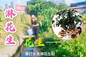 今年广东好久都没有下雨了，拔花生之前也要淋水，到底怎么了！