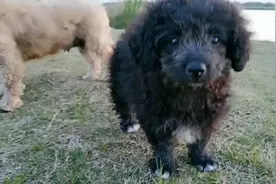 饭后散步看到一只长得像羊一样的黑球狗狗！视频封面