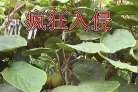 一大波甲壳虫杀入猕猴桃园