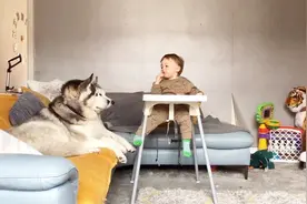 萌娃非要坐自家狗子身上，奈何狗子不给面子，这下尴尬了视频封面