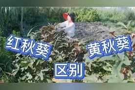 上海卖8元一斤的秋葵，自己菜地种的每天都摘几斤，不用费钱买！视频封面