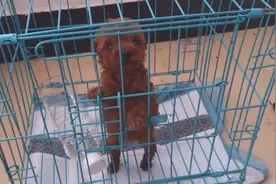 可遇不可求，水杯大小的茶杯犬泰迪，成年体重只有2斤！视频封面