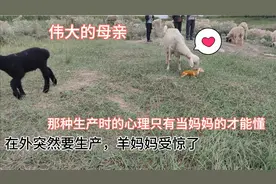 记录羊妈妈在外生产的艰辛过程，羊和人一样需要帮助，母亲最伟大视频封面