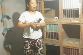 老鸽子毛滴虫一定要打啊，不然对幼鸽影响特别的大