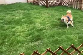 小H和小O室外开心玩球 小O怎么心不在焉？