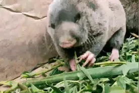 憨态可掬的甘肃鼢鼠