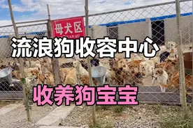 收养了一只狗宝宝，德牧与马犬的混血，4只脚和额头都是白色的毛