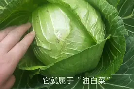 农村包心菜分为2种，小伙子教分别哪种白菜好吃，你知道吗？视频封面