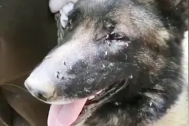 这可能是中国蚊子最多的地方，军犬都被咬死，但解放军无惧视频封面