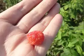 小时候吃过的野生小果子，酸酸甜甜，陕西城固种植成功