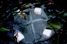 放黄鳝笼饵料很重要，选什么地方放更重要，看阿贵是怎样放的