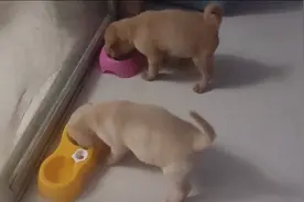 养狗一定要喂狗粮？喂粥难道就不香？捡回来小奶狗吃大米健康肥胖视频封面