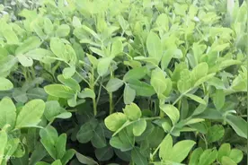 花生种植容易空壳，教你让花生提高产量不空壳，土方法高防止虫害视频封面