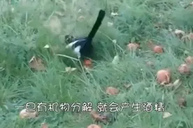 外国的鸽子会喝酒、醉了发酒疯你见过吗？视频封面