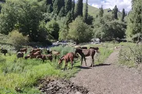 今年养马有风险？伊犁草原深处骏马，牧羊姑娘告诉你用来做什么视频封面