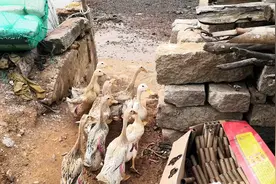 赶鸭子入海吃螃蟹，海鸭子下的蛋很让人兴奋。