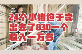 97小姐姐家24个小猪终于卖出去了，830块钱一个，收入一万九千多视频封面
