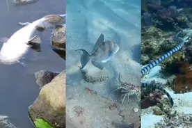 你见过蛇吃鱼吗，见过鱼吃龙虾，见过海蛇出击妈，我都没见过