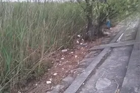 草丛发出奇怪异响，里面到底掩藏着什么呢？视频封面