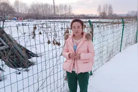 东北农村用铁丝网做院墙，80一片，既好看又省钱！视频封面