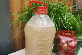 大米饭+自来水+糖，自制发酵肥，蔬菜和花长的爆盆。视频封面