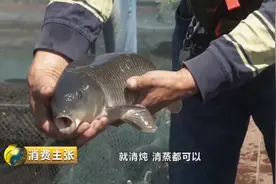 20元一斤的黄河大锦鲤，到底鲜在哪里？视频封面