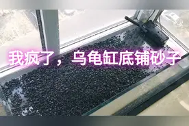 为乌龟缸铺上底砂，很多人说不好清理，我要跟你大声说：很有必要